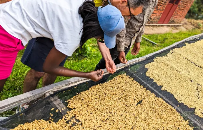 People enjoying Coffee tour hands on from Umutuzo lodge