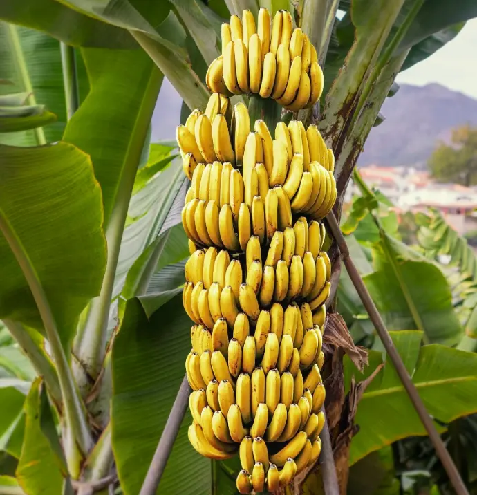 A huge ripe bananas hanging on their tree